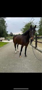 4 jarige merrie kannan x ec caresino x papillon rouge, Merrie, Springpaard, Zadelmak, 3 tot 6 jaar