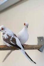 Witte/bonte diamantduifjes gezocht!, Dieren en Toebehoren, Vogels | Overige Vogels