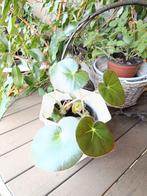 Bégonias, Huis en Inrichting, Kamerplanten, Ophalen