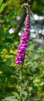 Vingerhoedskruid (digitalis), Tuin en Terras, Ophalen