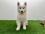 Samojeed pups