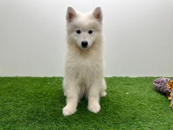 Samojeed pups beschikbaar voor biedingen