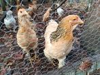 Volledige groep kippen te koop brahma's en kruisingen, Dieren en Toebehoren