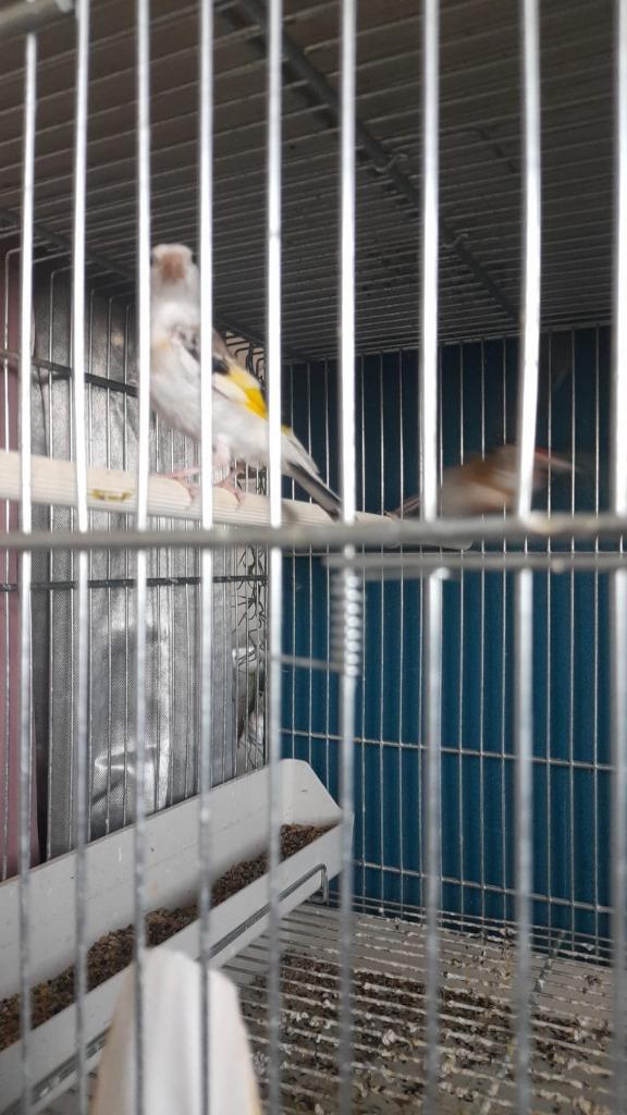 Chardonneret mutation, Dieren en Toebehoren, Vogels | Overige Vogels, Wildzangvogel, Vrouwelijk, Geringd