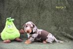 Prachtige Chocolat Tijger Tan pupjes, Dieren en Toebehoren, Honden | Teckels en Dashonden, België, CDV (hondenziekte), 8 tot 15 weken