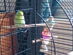 Forpus, 1jaar oud ongeveer. Met kooi en voeding, 50 euro, Dieren en Toebehoren, Vogels | Parkieten en Papegaaien