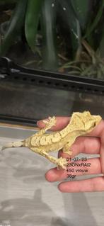 Wimpergekko (mag nu weg voor €30), Dieren en Toebehoren