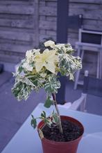 Lavatera arborea variegata, jonge plantjes .., Halfschaduw, Zomer, Vaste plant, Overige soorten