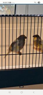 Gloster, Dieren en Toebehoren, Vogels | Overige Vogels