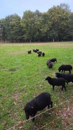 Ouessant stamboek ooien, Dieren en Toebehoren, Schapen, Geiten en Varkens, Vrouwelijk, Schaap, 3 tot 5 jaar
