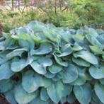Hosta Sieboldiana Elegans, Tuin en Terras, Ophalen, Vaste plant