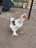 Brahma hanen ( groethoender en kriel), Dieren en Toebehoren, Mannelijk, Kip