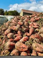 Voederbieten, Ophalen