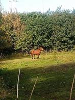 Ardenner merrie met koets en sleeptuig, Dieren en Toebehoren, Paarden, Merrie