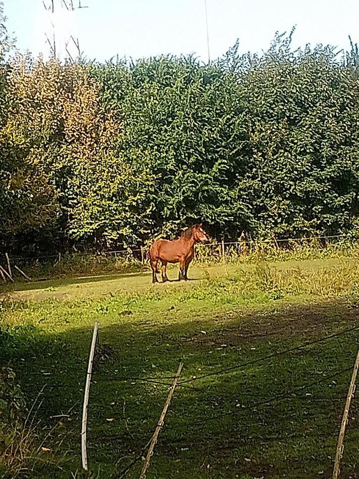 Ardenner merrie met koets en sleeptuig, Dieren en Toebehoren, Paarden, Merrie