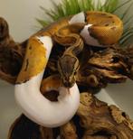 Pinstripe piebald 0.1 met of zonder terrarium., Animaux & Accessoires, Reptiles & Amphibiens, Serpent, Domestique, 0 à 2 ans