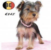 Elegante Yorkshire vol charme te koop, Dieren en Toebehoren, Honden | Jack Russells en Terriërs, Meerdere dieren, Yorkshire Terriër