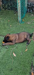 Mechelse Herder Puppy's, Dieren en Toebehoren, België, Fokker | Hobbymatig, 8 tot 15 weken, CDV (hondenziekte)