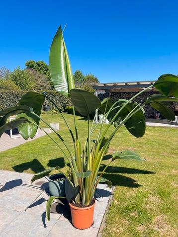 Strelitzia Nicolaï >220cm beschikbaar voor biedingen