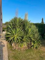 Palmlelie 2,5m, Tuin en Terras, Planten | Tuinplanten, Ophalen