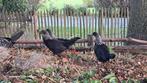 Ardens hoen, Dieren en Toebehoren