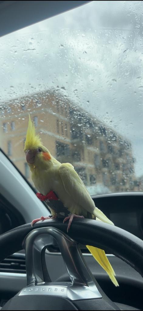 Valkparkiet, Dieren en Toebehoren, Vogels | Parkieten en Papegaaien