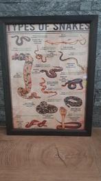 Mooie vintage poster “snakes of the world” – soorten slangen, Verzamelen, Rechthoekig Staand, Met lijst, Ophalen of Verzenden