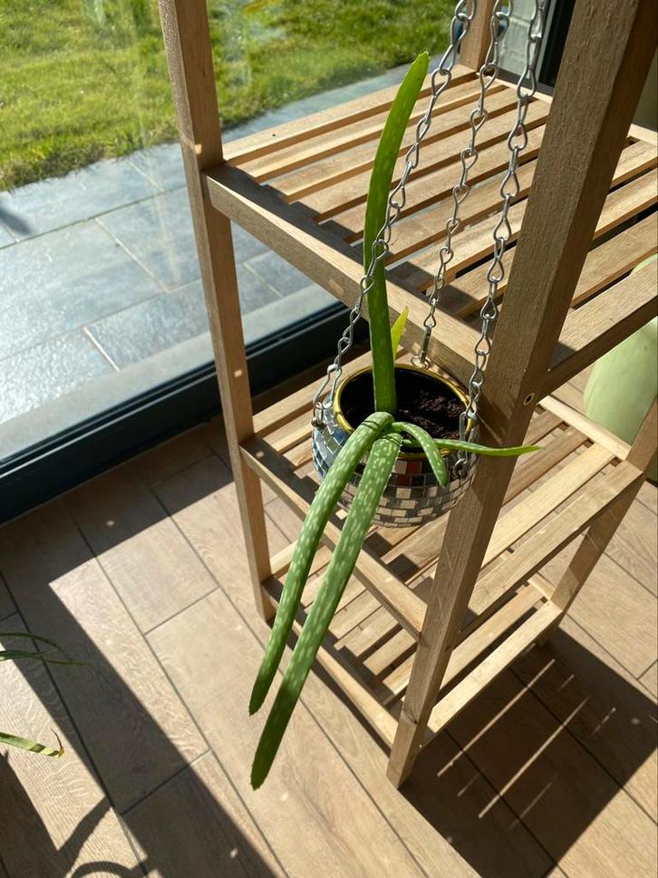 Petite Aloë Vera, Huis en Inrichting, Kamerplanten, Ophalen