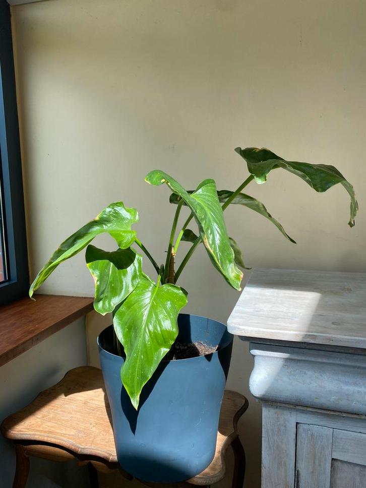 Arum, Huis en Inrichting, Kamerplanten, Ophalen