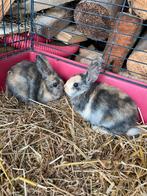 Schattige konijntjes, Dieren en Toebehoren, Konijnen, Mannelijk, Dwerg, 0 tot 2 jaar