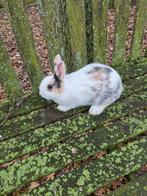 Dwergkonijn voedster, Dieren en Toebehoren, Vrouwelijk, Dwerg, 0 tot 2 jaar