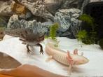 Axolotls, Dieren en Toebehoren, Reptielen en Amfibieën