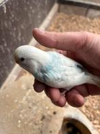 Grasparkieten voor TAM te maken, Dieren en Toebehoren, Tam