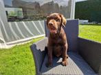 labrador pups bruin, Dieren en Toebehoren, Honden | Retrievers, Spaniëls en Waterhonden, België, 15 weken tot 1 jaar, CDV (hondenziekte)