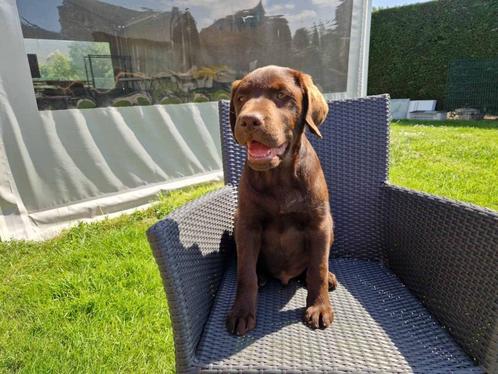 labrador pups bruin, Dieren en Toebehoren, Honden | Retrievers, Spaniëls en Waterhonden, Meerdere dieren, Labrador retriever, Fokker | Professioneel