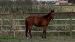3-jarige hengst, Dieren en Toebehoren, Pony's, Hengst, M