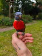 Tamme lori van de blauwe bergen, Dieren en Toebehoren, Vogels | Parkieten en Papegaaien, Geslacht onbekend, Geringd