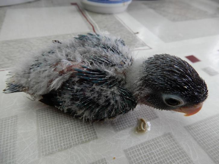 dwergpapegaaitjes (Agapornis Personata) voor handopfok, Dieren en Toebehoren, Vogels | Parkieten en Papegaaien, Tam, Geringd