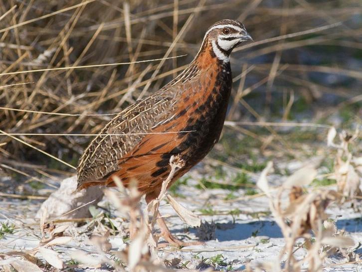 Harlekijnkwartels, Dieren en Toebehoren, Pluimvee, Overige soorten, Meerdere dieren