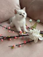 Britse korthaar kitten, Kater, Gechipt, 0 tot 2 jaar