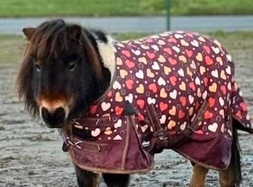 bonte shetlander ruin, Dieren en Toebehoren, Pony's, Ruin