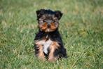 Chiots Yorkshire Terrier à vendre - Les parents sont présent, Yorkshire Terrier, Chien (mâle), Belgique, Plusieurs