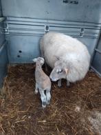 Schaap met lam, Dieren en Toebehoren, Schaap