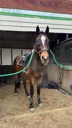 Spring/dressuur paard, Vermifugé, 11 ans ou plus, 160 à 165 cm, Cheval de saut