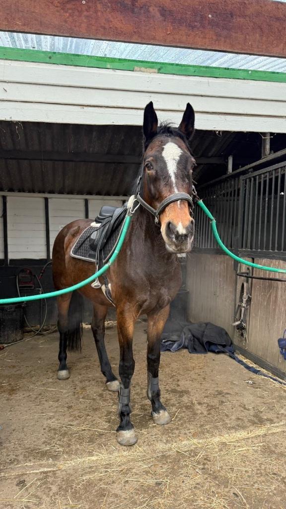 Spring/dressuur paard, Animaux & Accessoires, Chevaux, Jument, 160 à 165 cm, 11 ans ou plus, Cheval de saut, Avec puce électronique