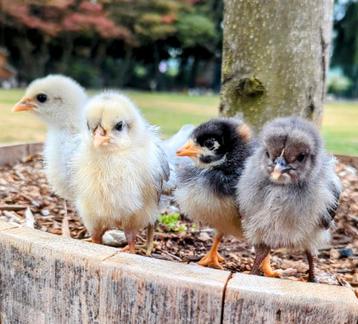 Kuikens kleurleggers eastereggers olijfleggers kippen  beschikbaar voor biedingen