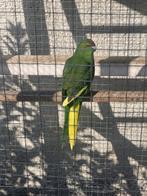 Kakariki (groen), Dieren en Toebehoren, Vogels | Parkieten en Papegaaien, Vrouwelijk, Parkiet