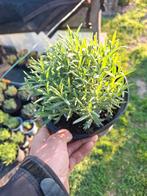 Lavendel dwarf blue, Tuin en Terras, Volle zon, Vaste plant, Zomer, Ophalen