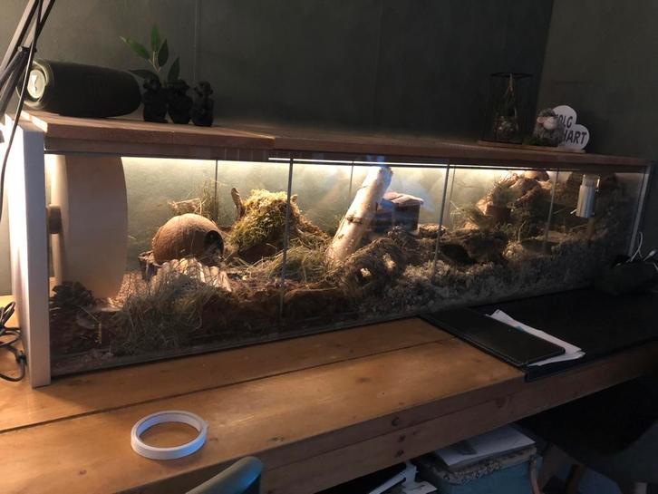 Luxe gerbil/hamster kooi, Dieren en Toebehoren, Knaagdieren en Konijnen | Hokken en Kooien, Gebruikt, Hok, Hamster, Ophalen