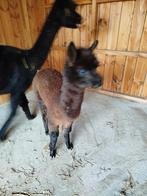 Alpaca merrie, Dieren en Toebehoren, Merrie